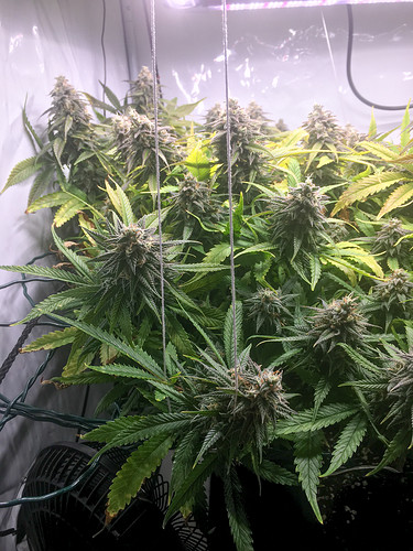 Growreport Bild 1