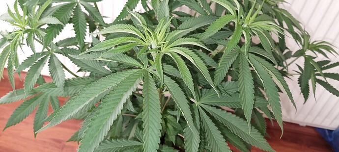 Growreport Bild 24