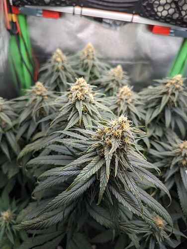 Growreport Bild 1