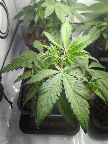 wt15_masterkush_oben