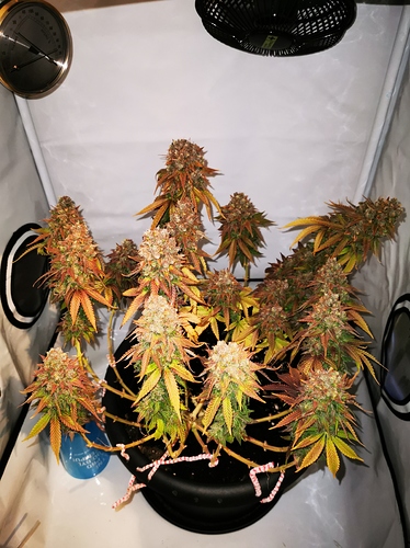 Growreport Bild 1