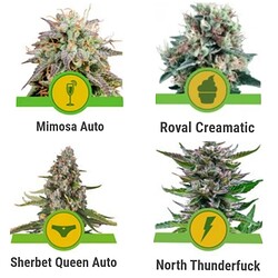 GridArt_20231013_231622695