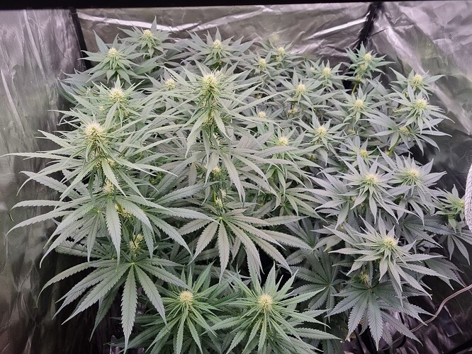 Growreport Bild 29