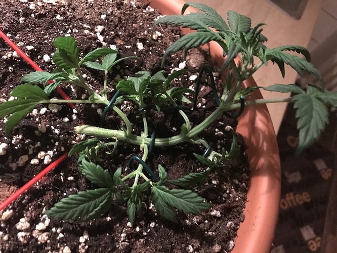 Growreport Bild 3