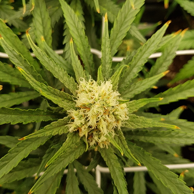 Growreport Bild 4
