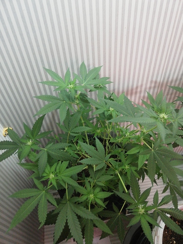 Growreport Bild 24