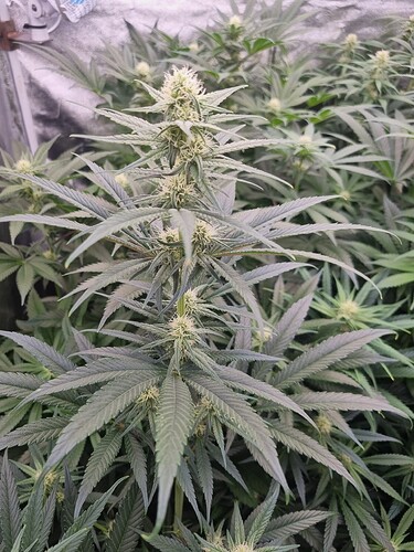 Growreport Bild 37