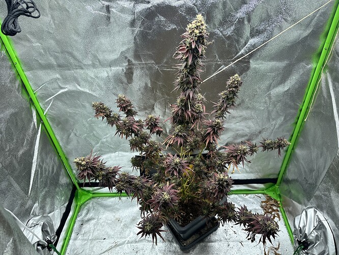 Growreport Bild 6