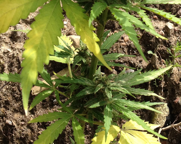 Growreport Bild 3