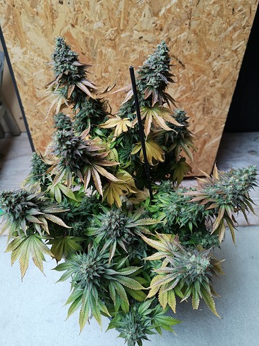 Growreport Bild 2