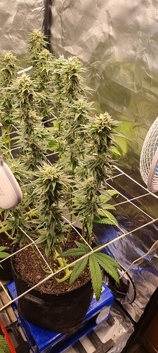 Growreport Bild 24