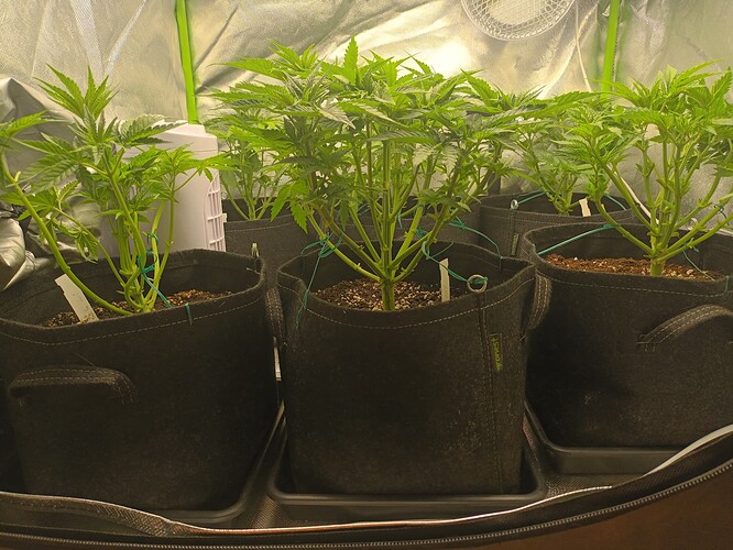 Growreport Bild 4