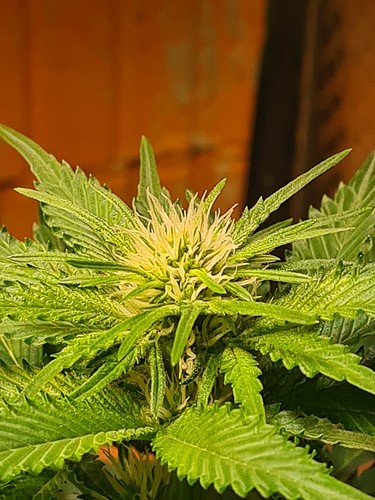 Nahaufnahme einer Cannabisblüte in der Blütephase, mit deutlichen Anzeichen von Trichomen und Pistillen.