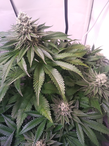 Growreport Bild 5