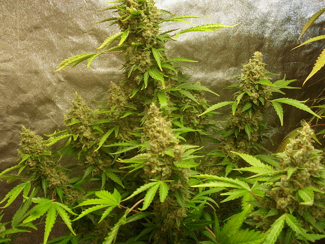 Growreport Bild 12