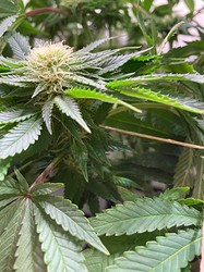 Growreport Bild 16