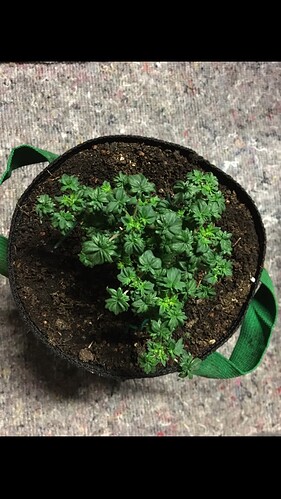 Growreport Bild 1