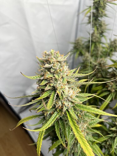 Growreport Bild 10