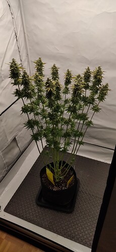 Growreport Bild 16