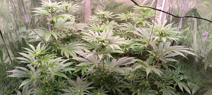 Growreport Bild 5