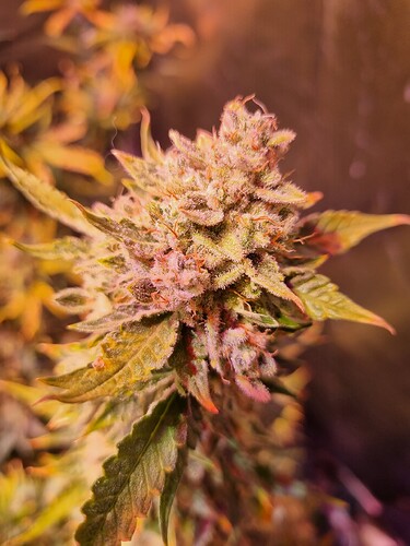 Growreport Bild 14