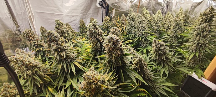 Growreport Bild 8