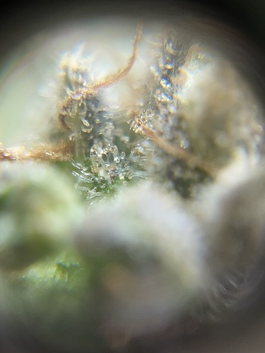 Growreport Bild 7