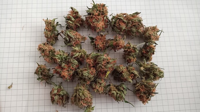 Growreport Bild 16