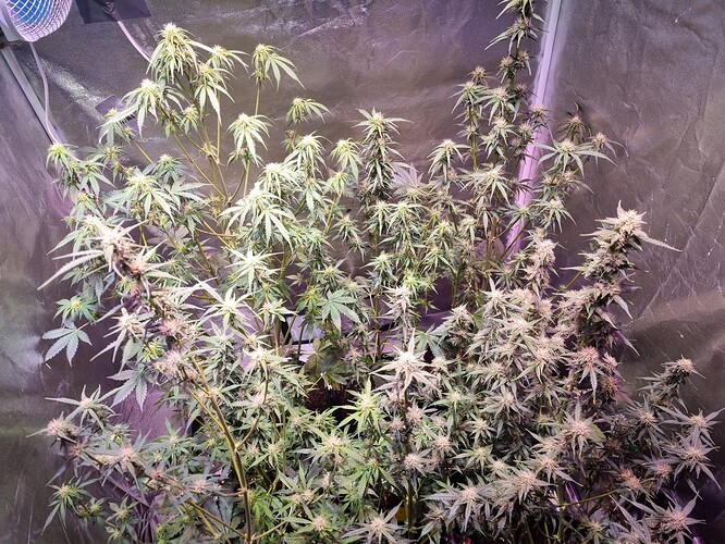 Growreport Bild 19
