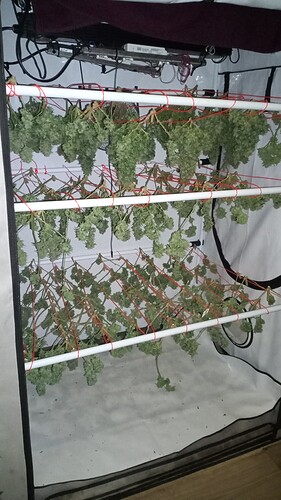 Growreport Bild 25