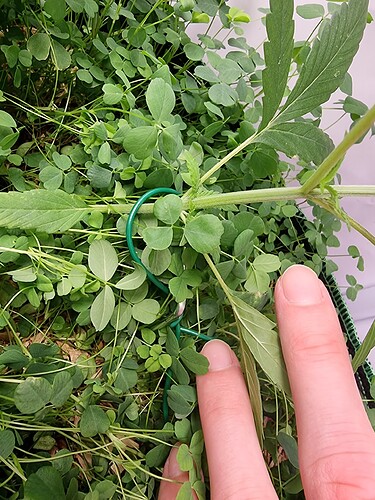 16989436707768415868516039876859