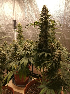 Growreport Bild 11
