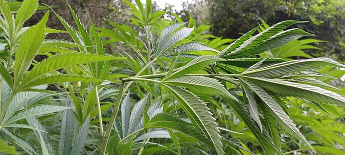 Growreport Bild 5
