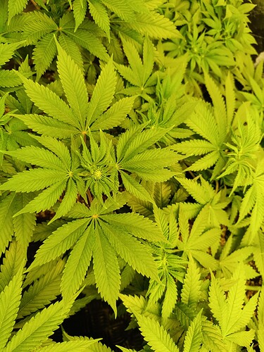 Growreport Bild 4