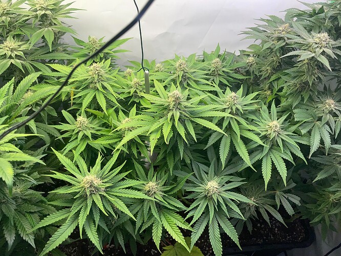 Growreport Bild 5