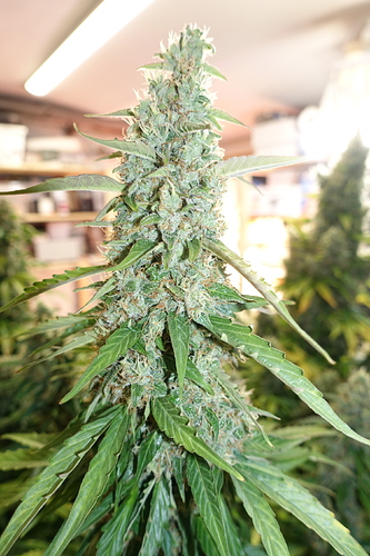 Growreport Bild 24