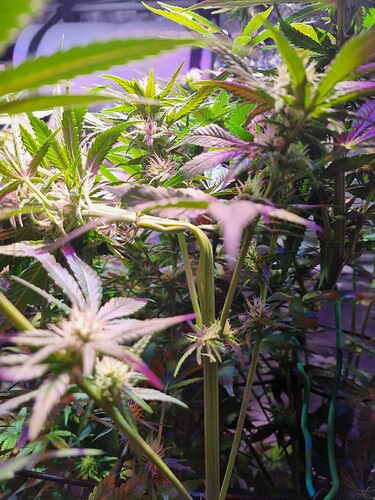 Growreport Bild 41