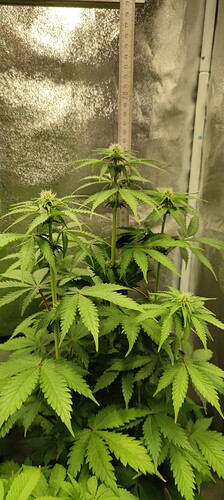 Growreport Bild 1