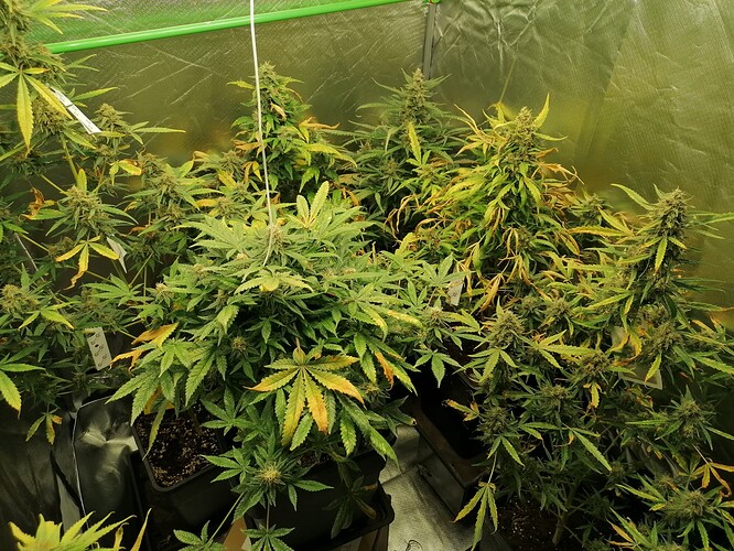 Growreport Bild 2