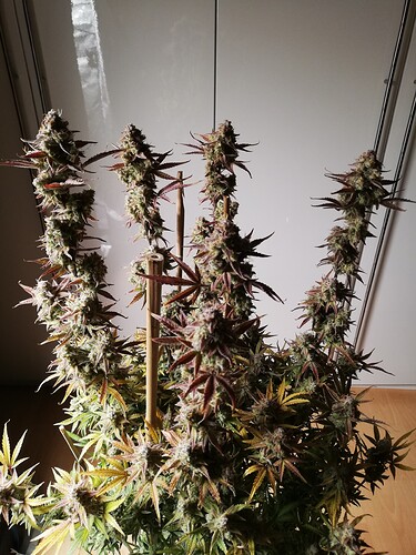 GG#2_240120-1
