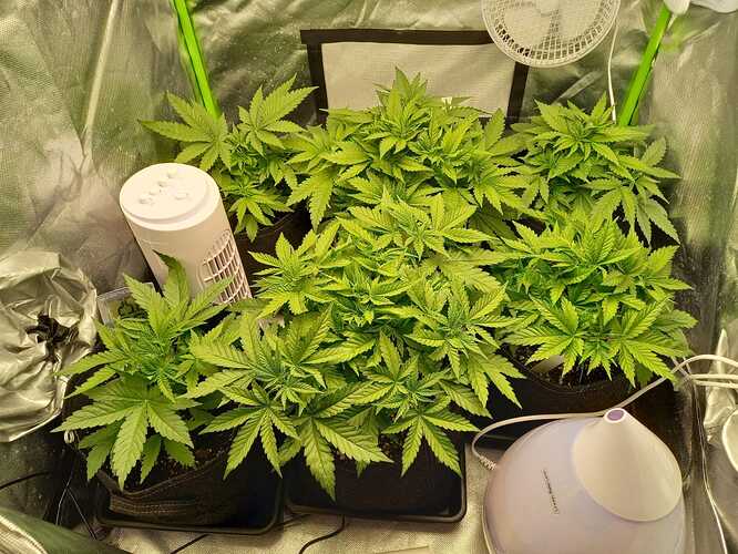 Growreport Bild 2