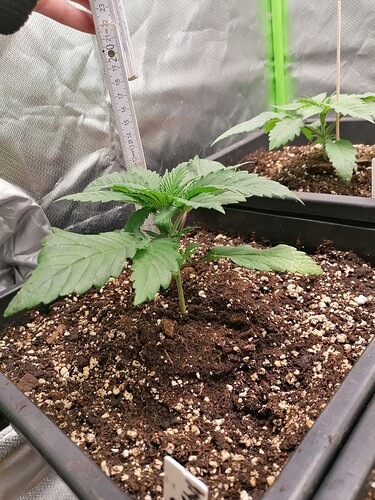Growreport Bild 3