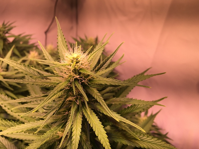 Growreport Bild 6