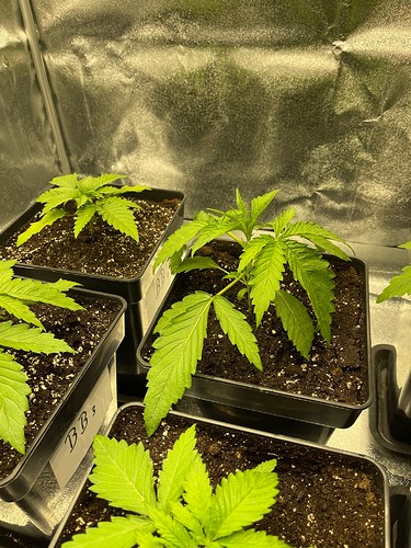 Growreport Bild 14