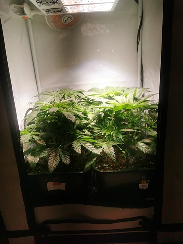 Growreport Bild 2
