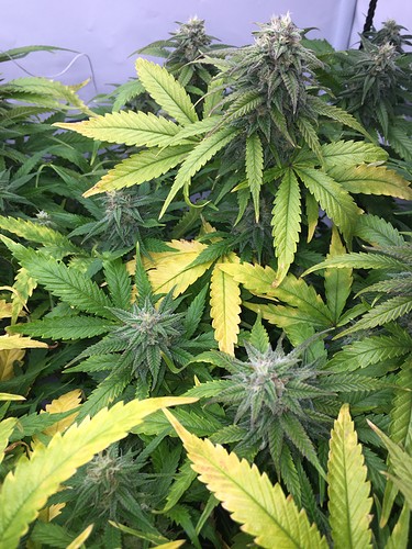 Growreport Bild 5