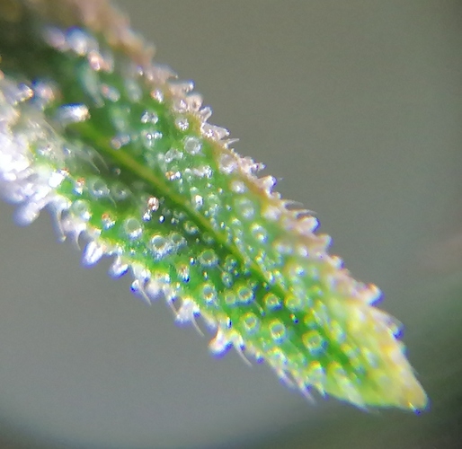 Growreport Bild 10