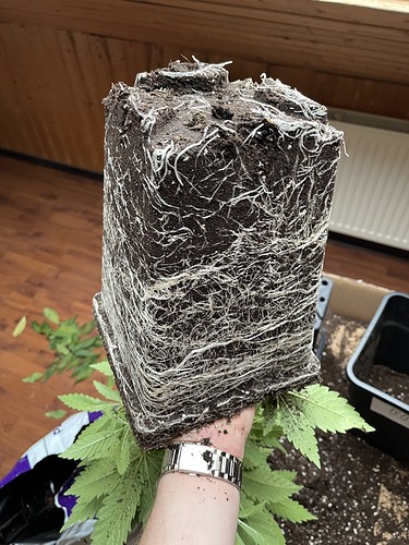 Growreport Bild 38