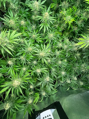 Growreport Bild 17
