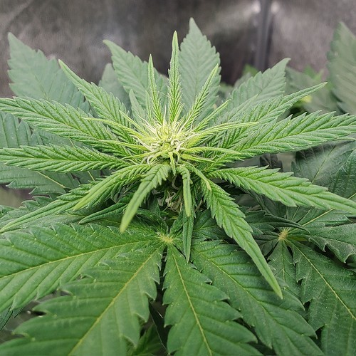 Growreport Bild 7